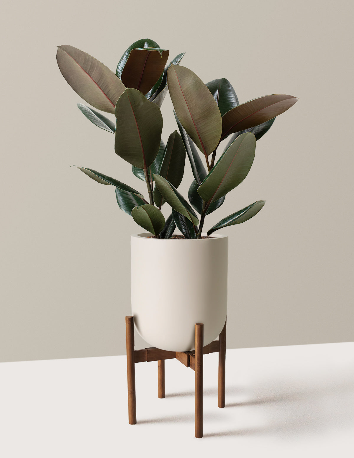 Ficus Burgundy Rubber Plant