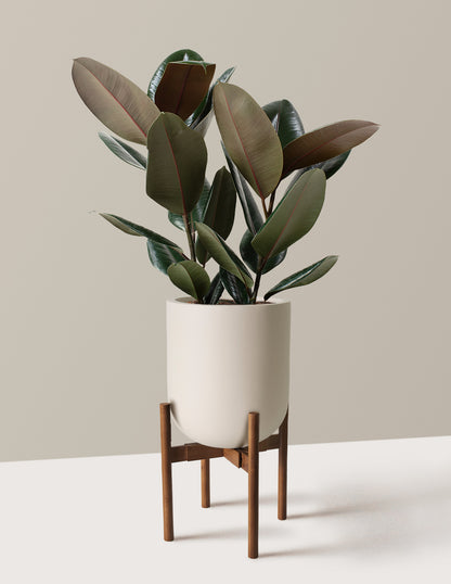 Ficus Burgundy Rubber Plant