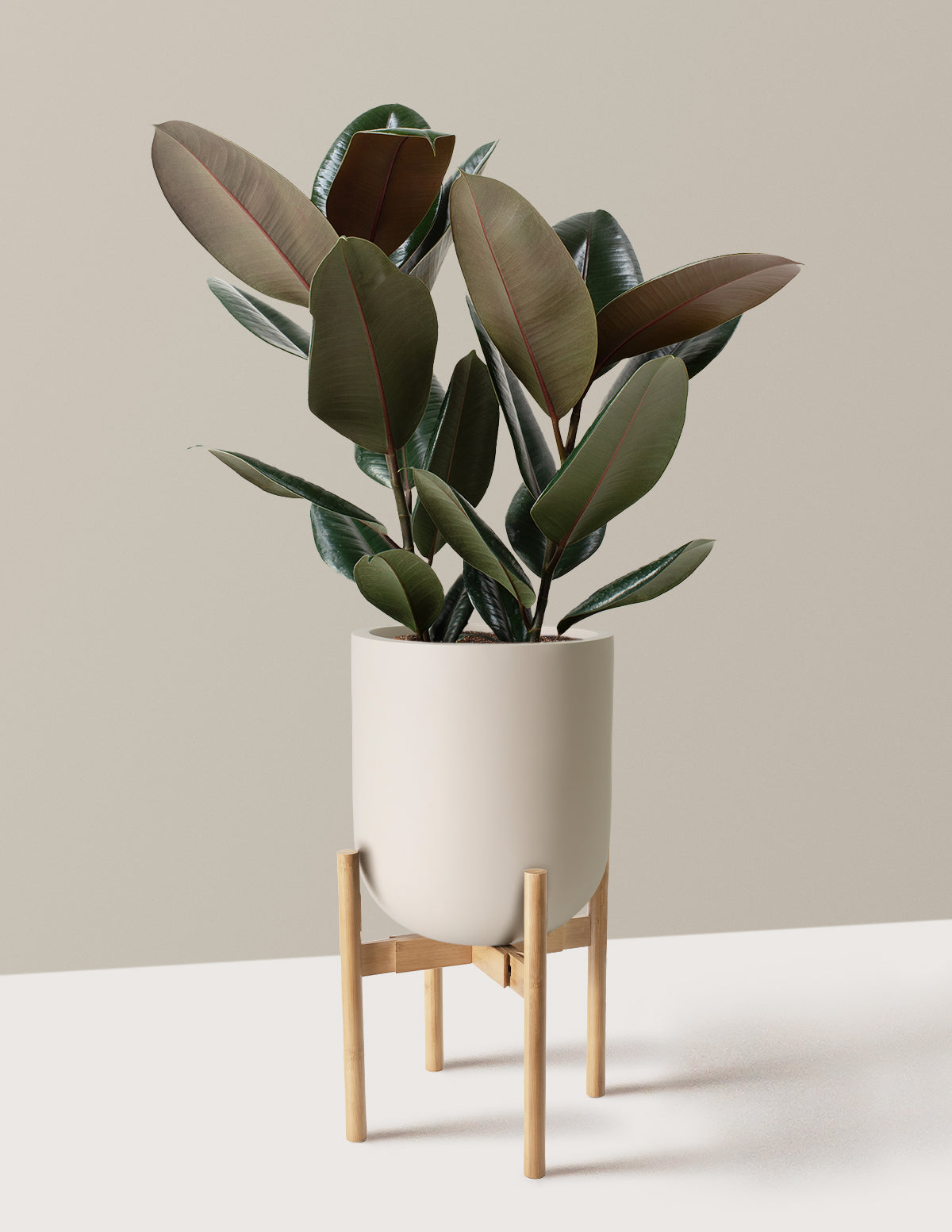 Ficus Burgundy Rubber Plant