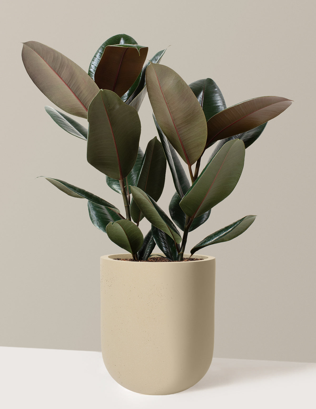 buy a rubber tree Ficus Burgundy Rubber Plant with Planter - Large (1' to 2' tall) Cement Grey Planter