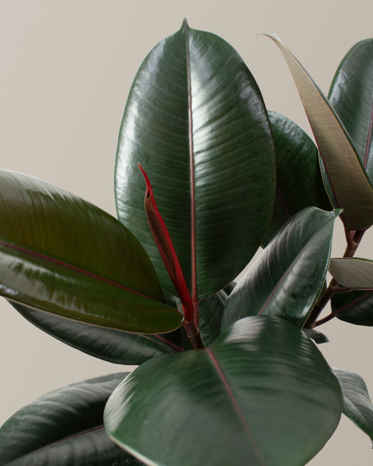 faux rubber leaf tree Ficus Burgundy Rubber Plant with Planter - Large (1' to 2' tall) Cement Grey Planter