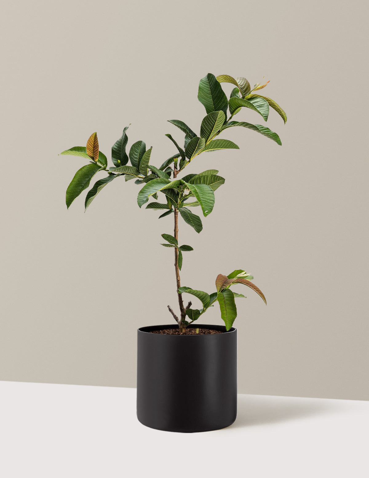 Ruby Supreme Guava Tree