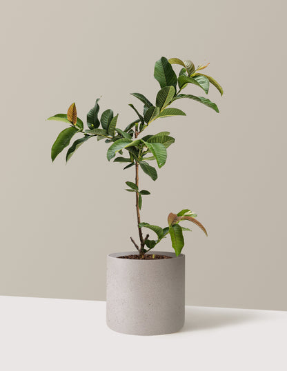 Ruby Supreme Guava Tree