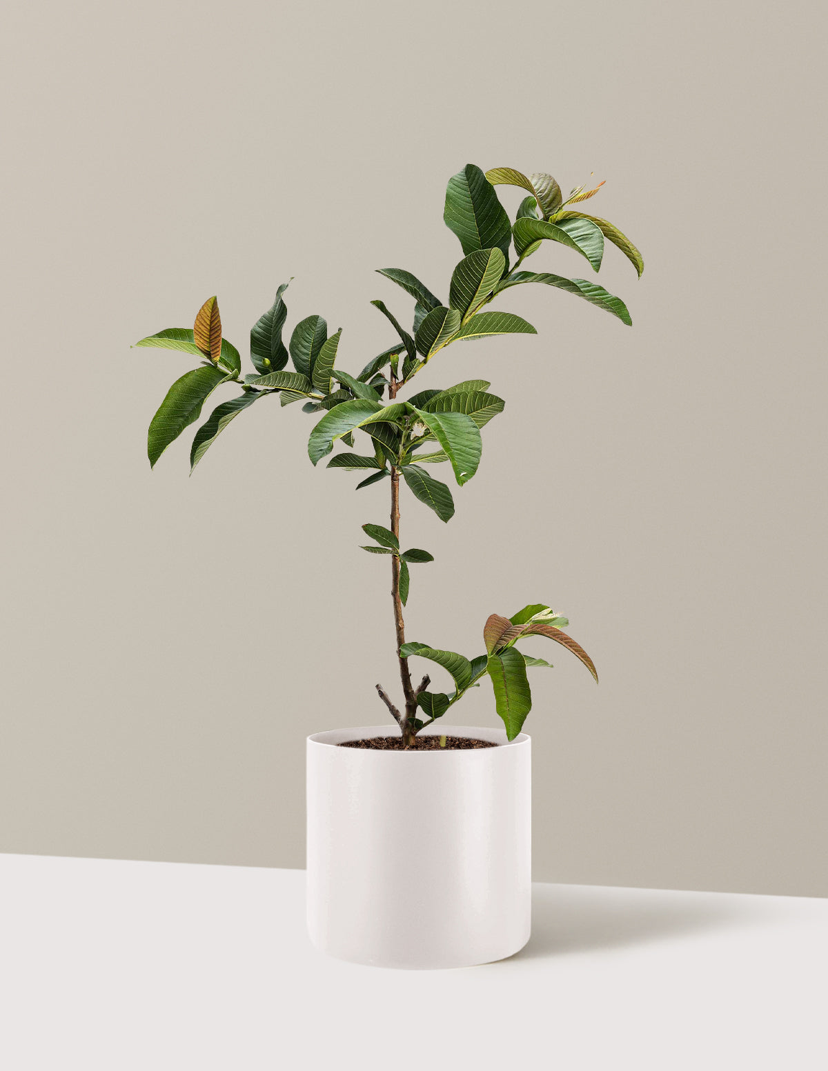 Ruby Supreme Guava Tree