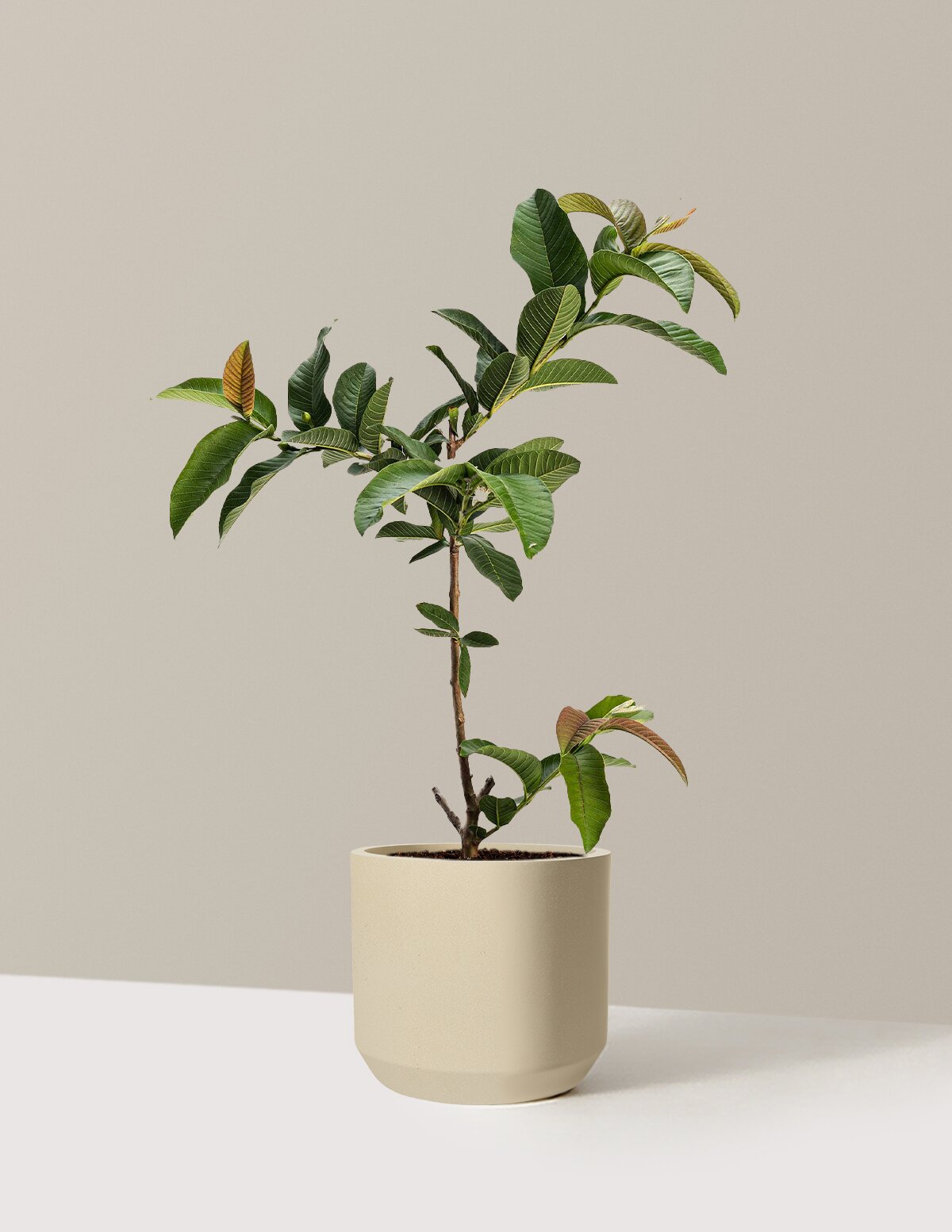 Ruby Supreme Guava Tree