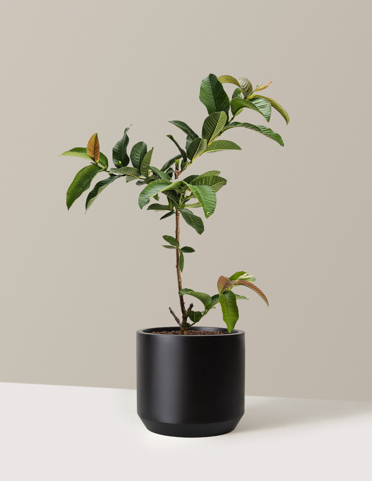 Ruby Supreme Guava Tree