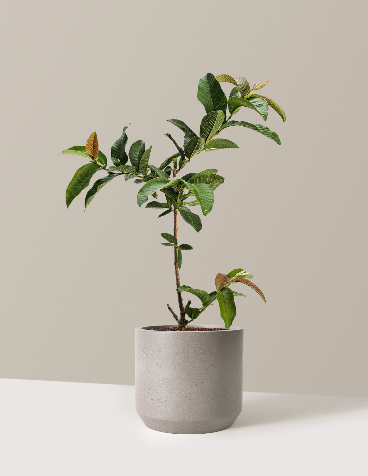 bundle | 3 Gallon | Mexia | Cement Grey