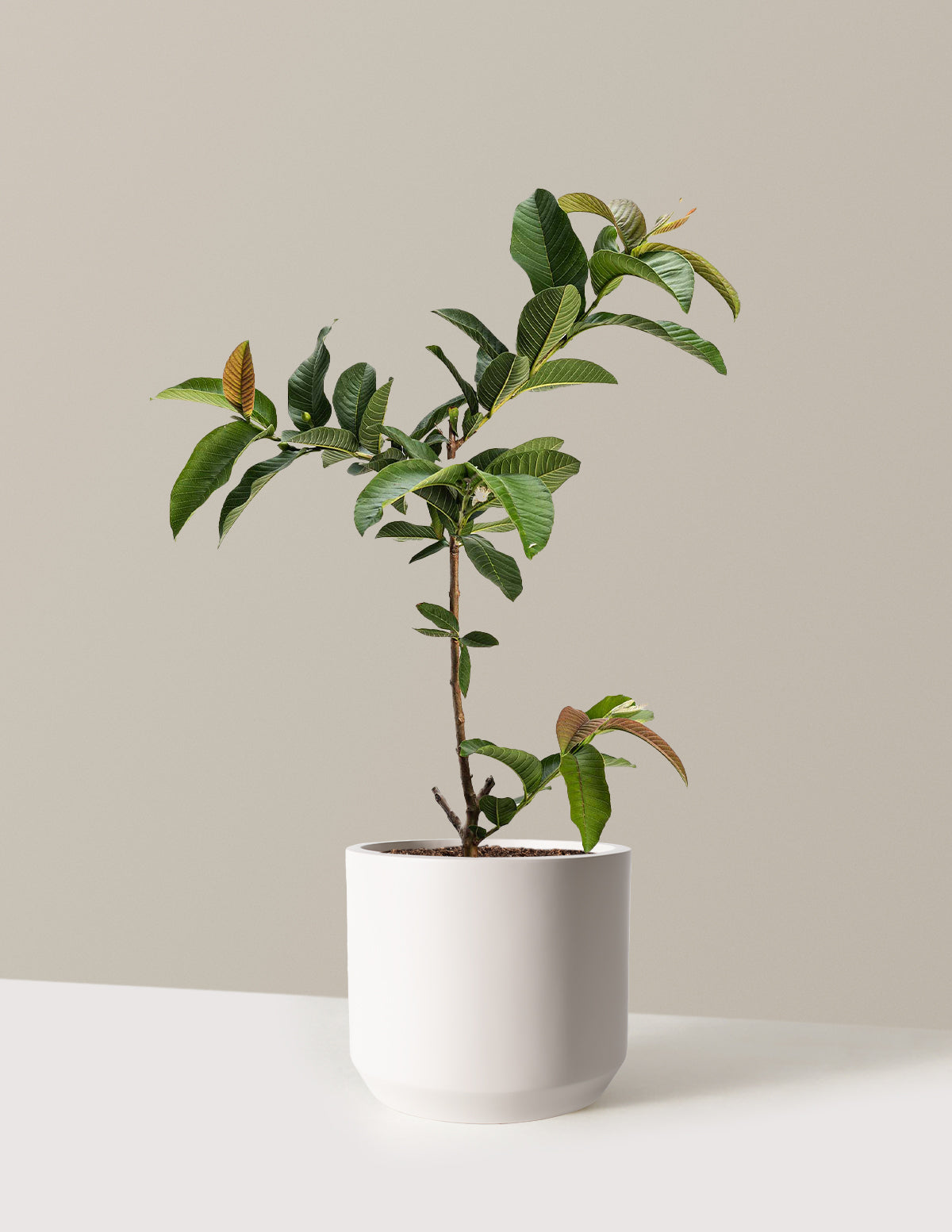 Ruby Supreme Guava Tree