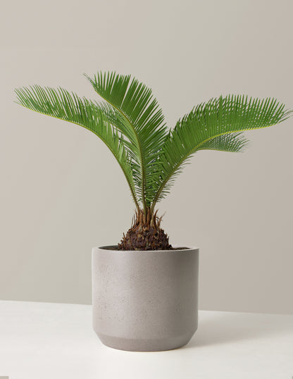 plant of steel palm Large Sago Palm | Houseplants for Delivery