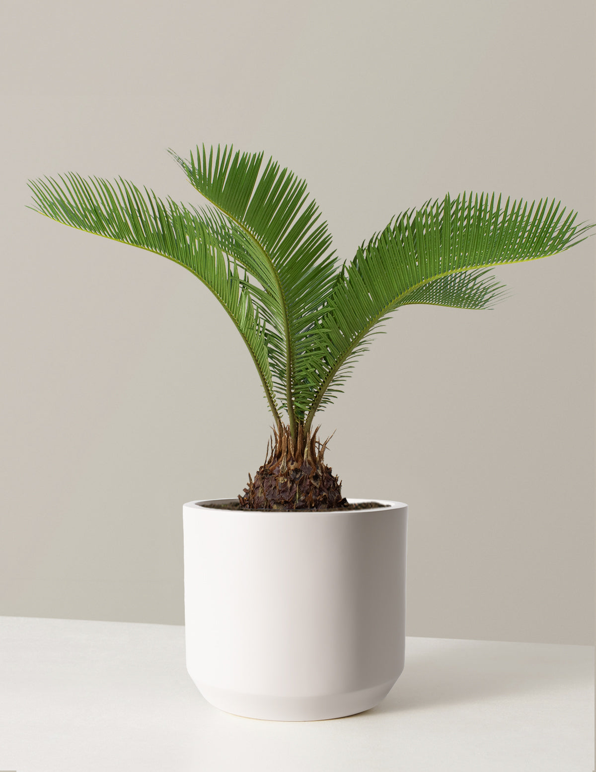 silk plants palm desert Large Sago Palm | Houseplants for Delivery
