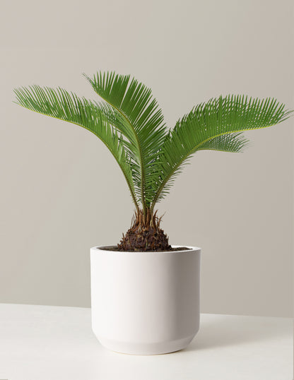 best time to plant sago palms Large Sago Palm | Houseplants for Delivery