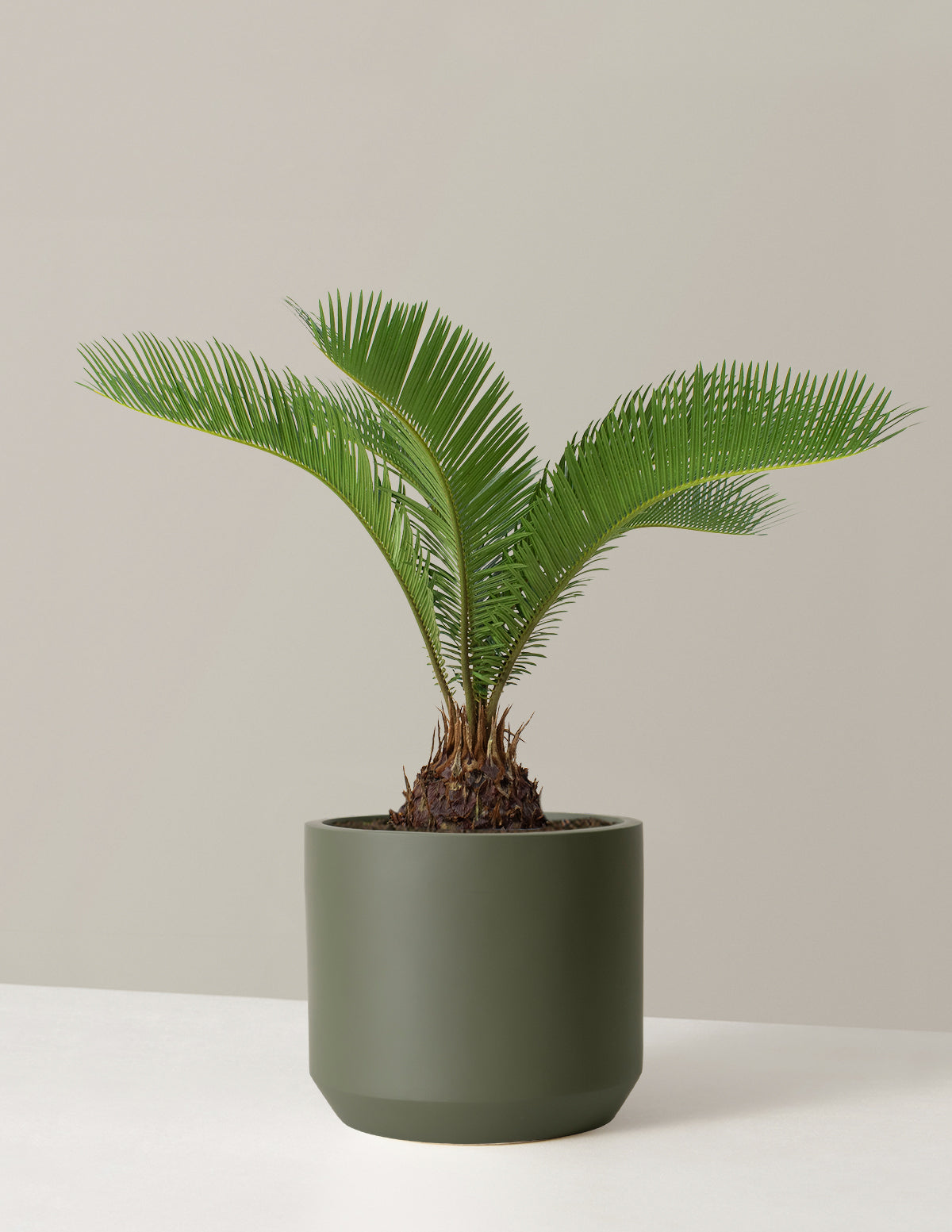 image.title Large Sago Palm Houseplants for Delivery The Sill image.title Large Sago Palm Houseplants for Delivery The Sill