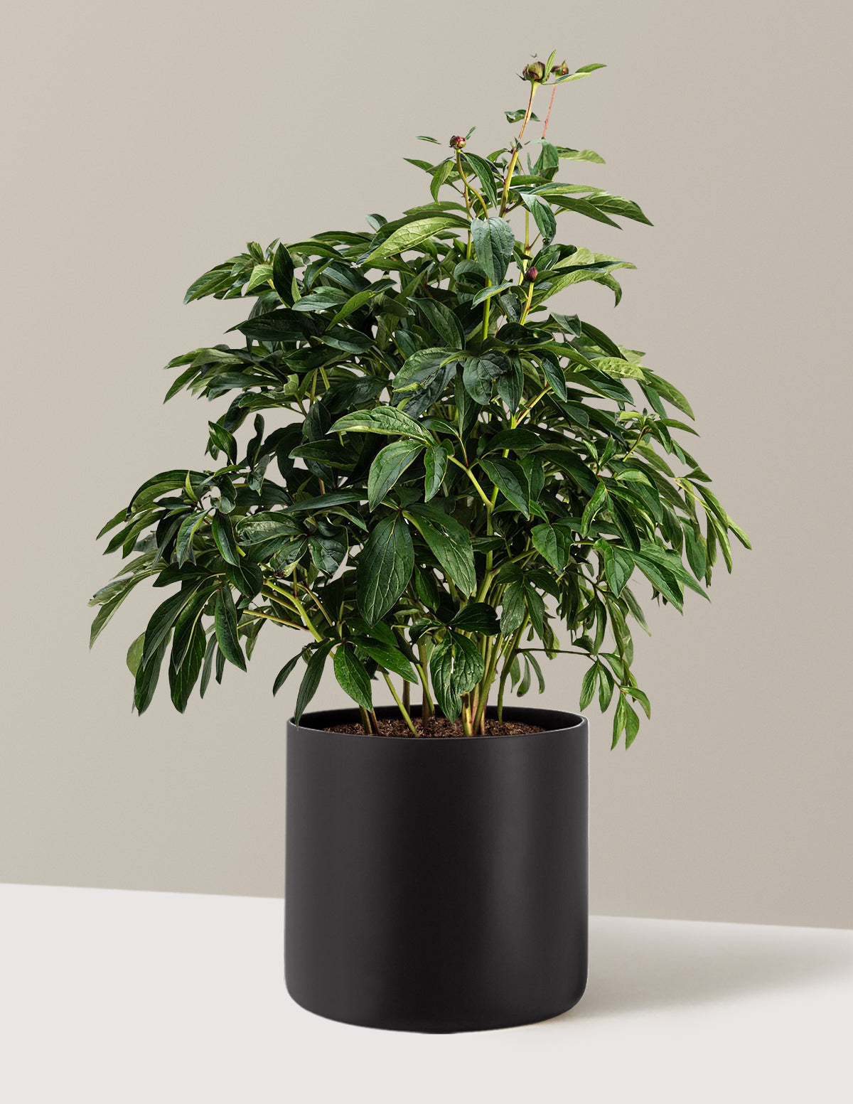 Sarah Bernhardt Peony | The Sill