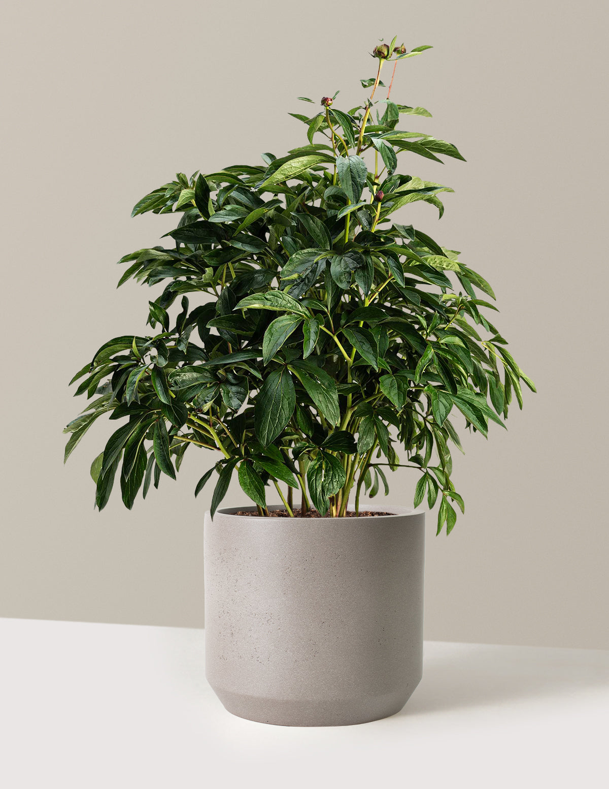Sarah Bernhardt Peony | The Sill