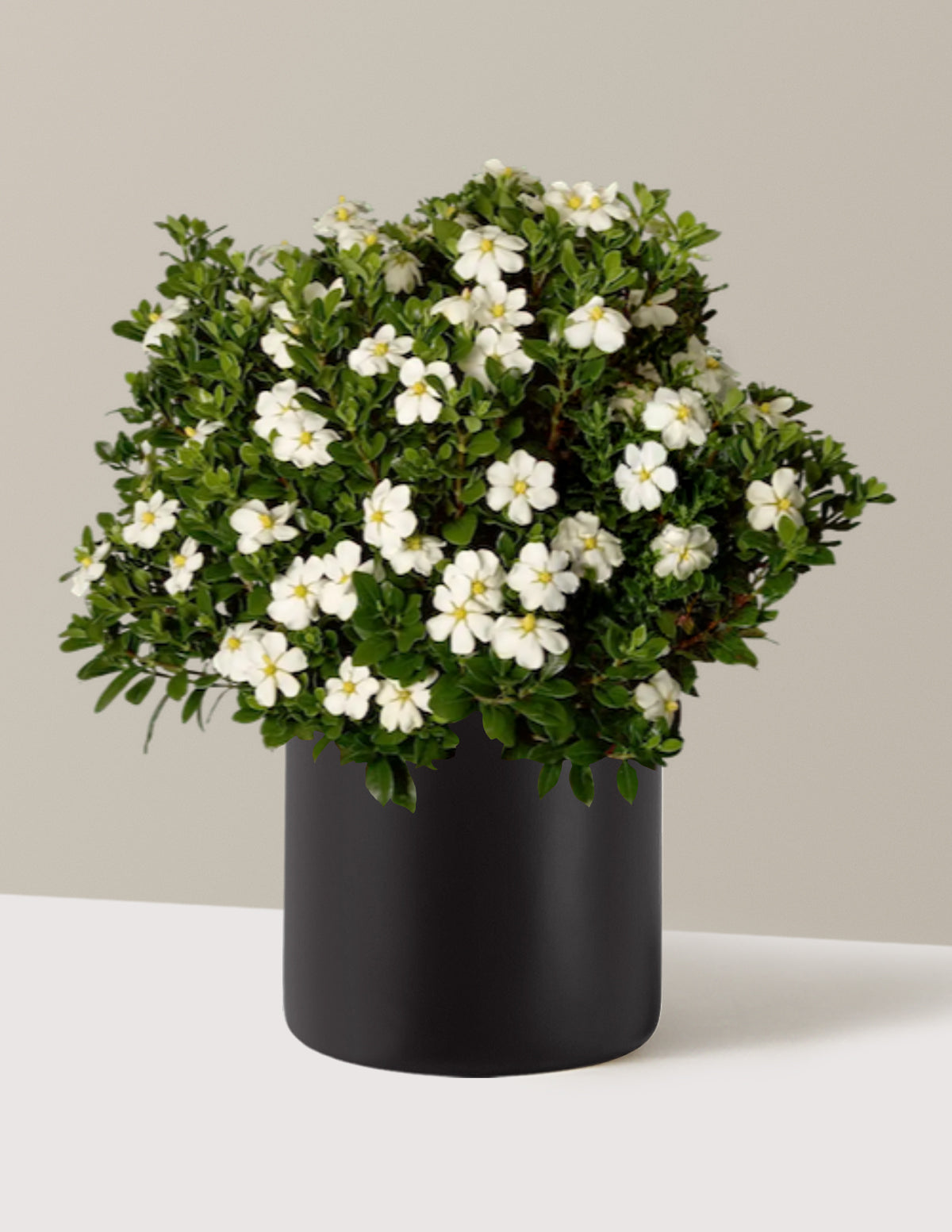 ScentAmazing® Gardenia