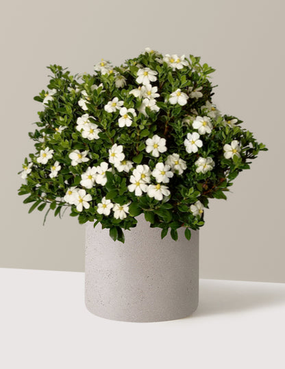 ScentAmazing® Gardenia
