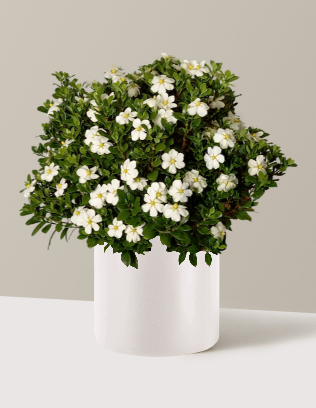 cygne   バルーンジレ　ホワイト 3 gal. Delaware Valley Azalea Evergreen Shrub with White Flowers