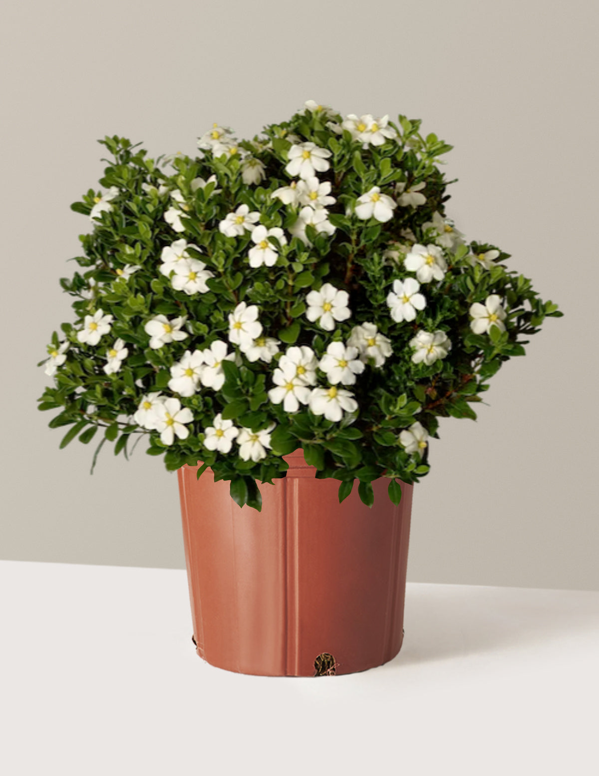 ScentAmazing® Gardenia