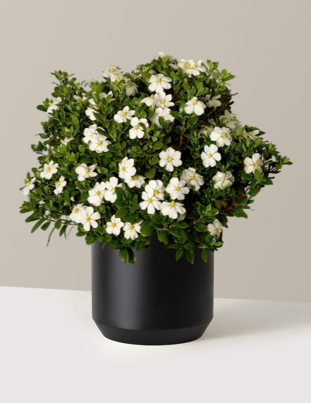 ScentAmazing® Gardenia | The Sill