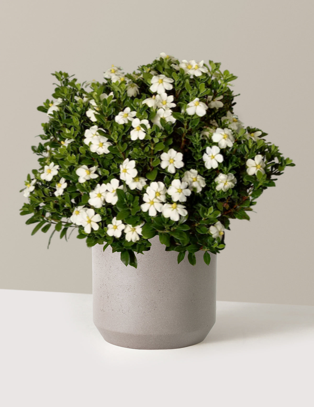 ScentAmazing® Gardenia | The Sill