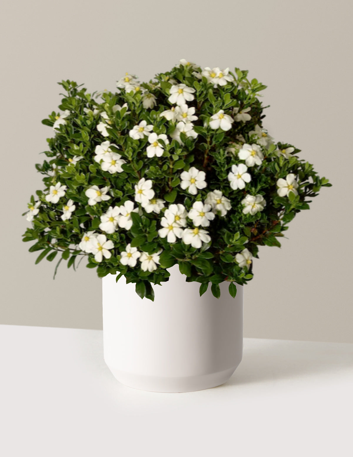 ScentAmazing® Gardenia