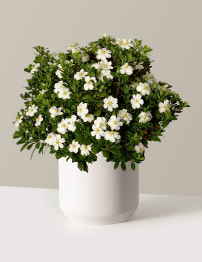ScentAmazing® Gardenia
