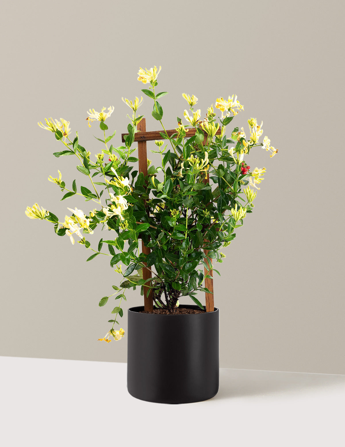 Honeysuckle Vine 'Scentsation'