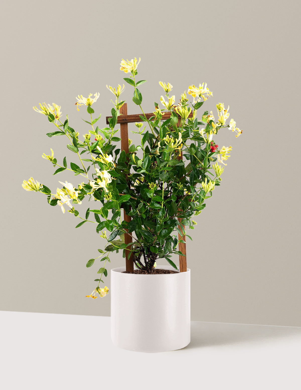 Honeysuckle Vine 'Scentsation'