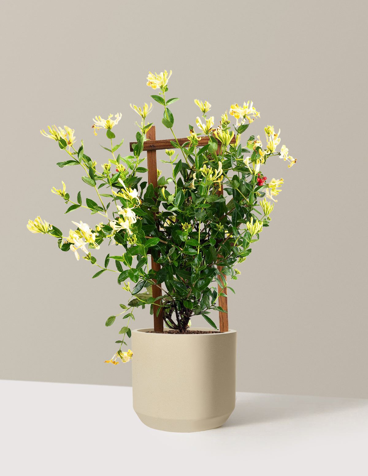 Honeysuckle Vine 'Scentsation'
