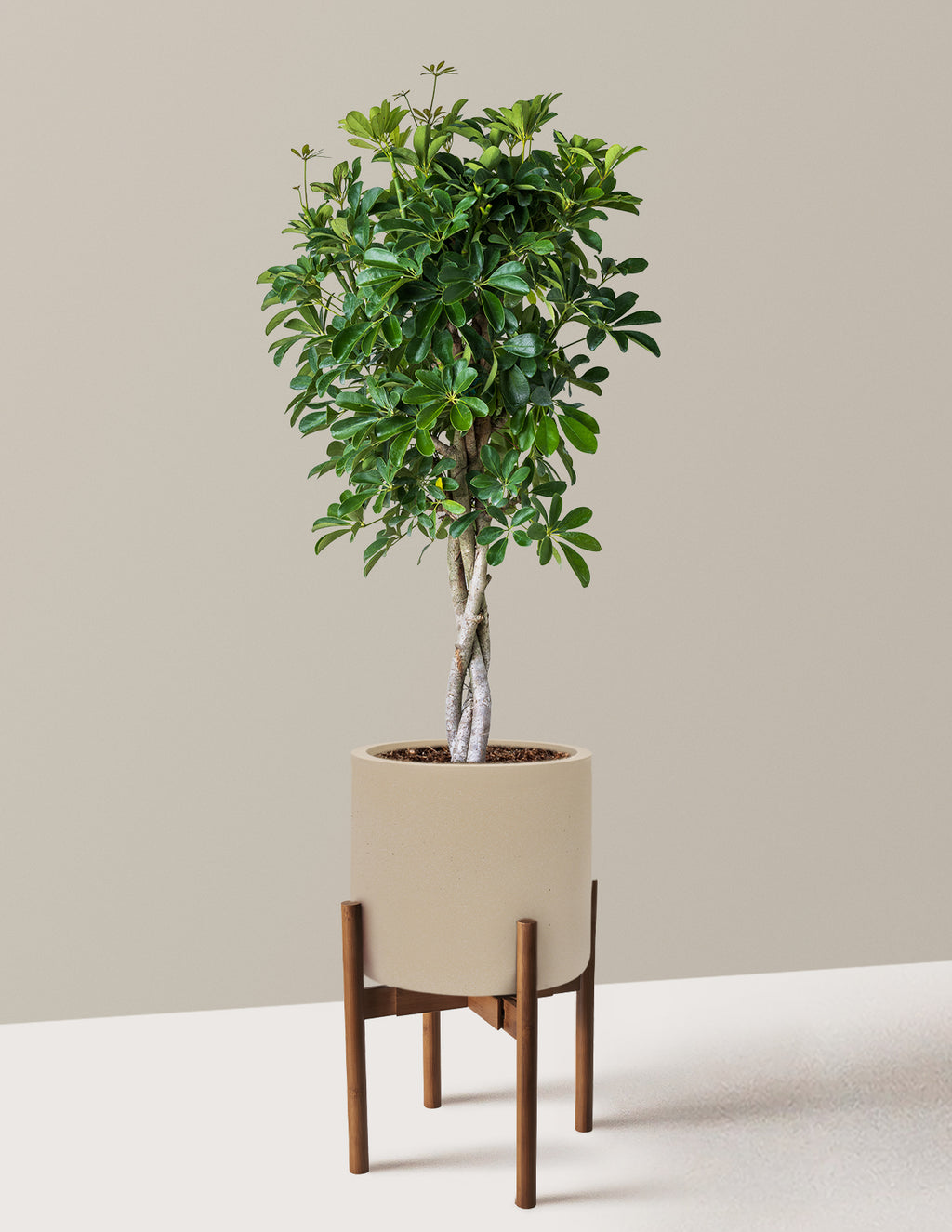 Schefflera Arboricola Braid