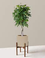 Schefflera Arboricola Braid