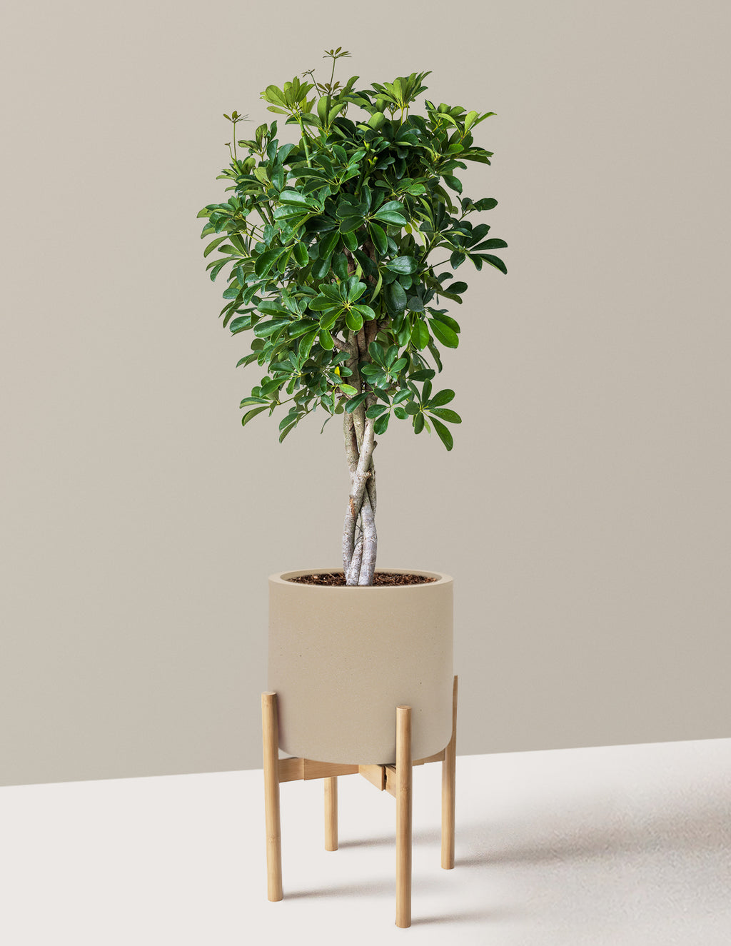Schefflera Arboricola Braid