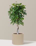 Schefflera Arboricola Braid