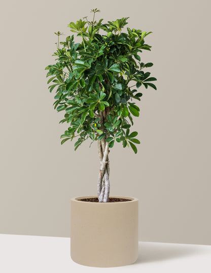 Schefflera Arboricola Braid