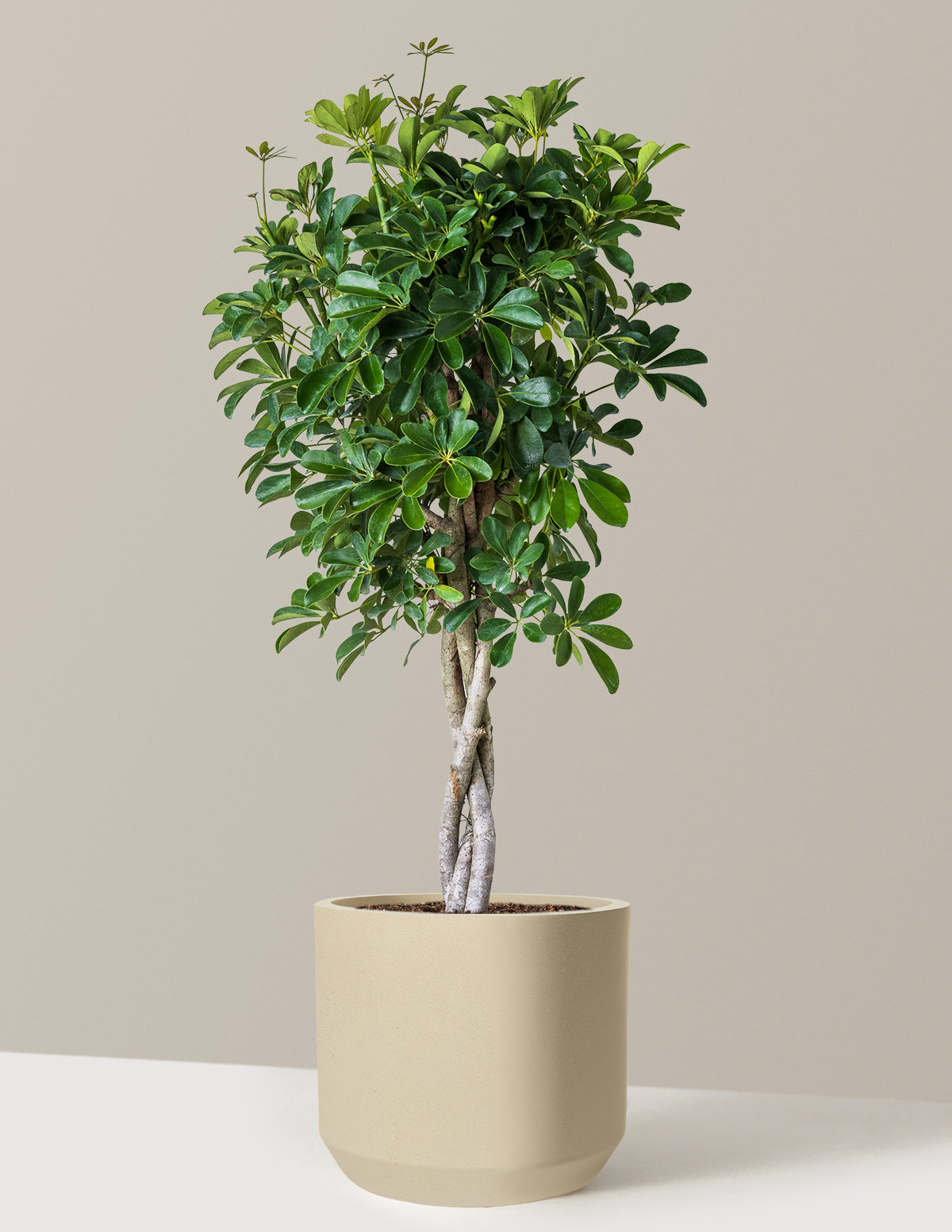 entretien schefflera arboricola Schefflera Arboricola | Large Houseplants for Delivery