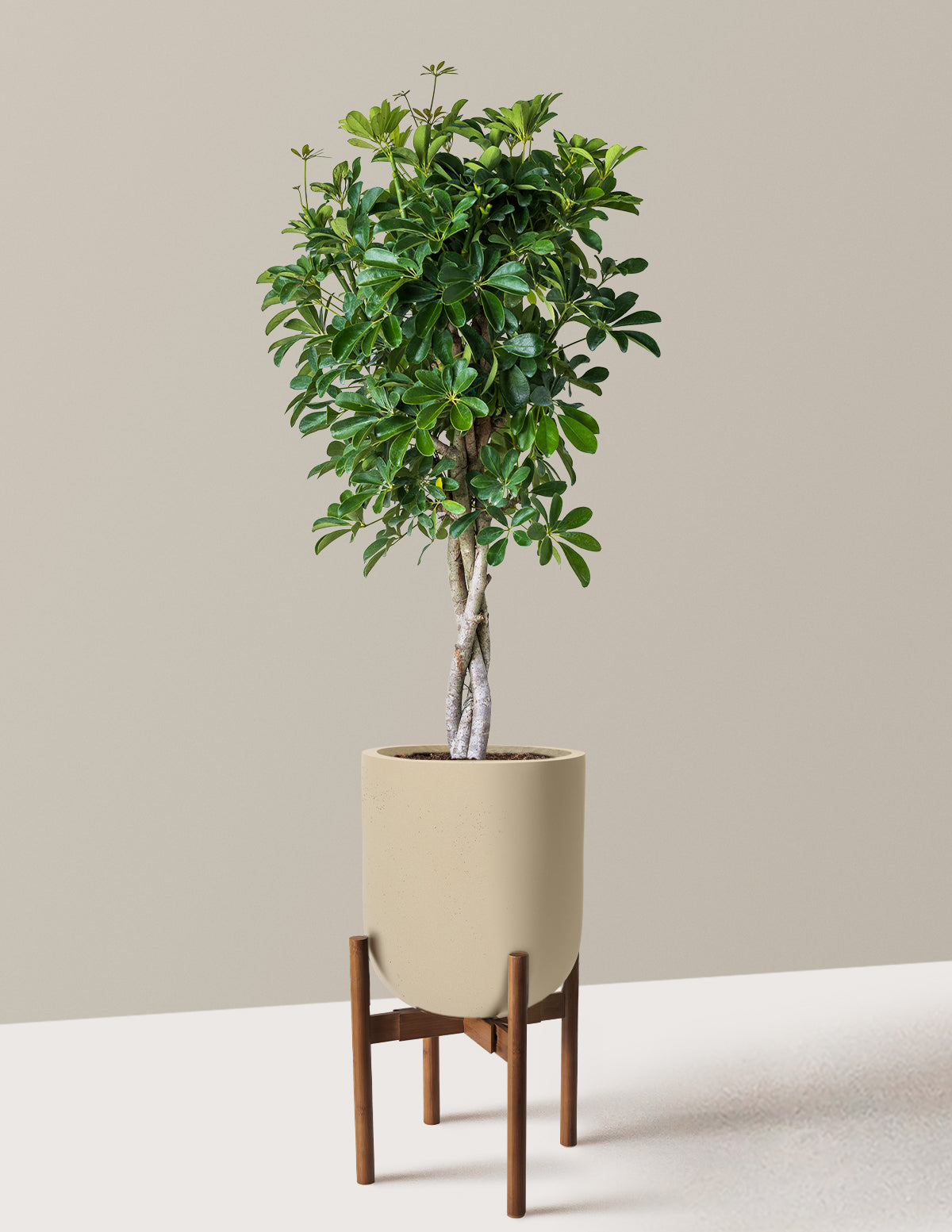 Schefflera Arboricola Braid