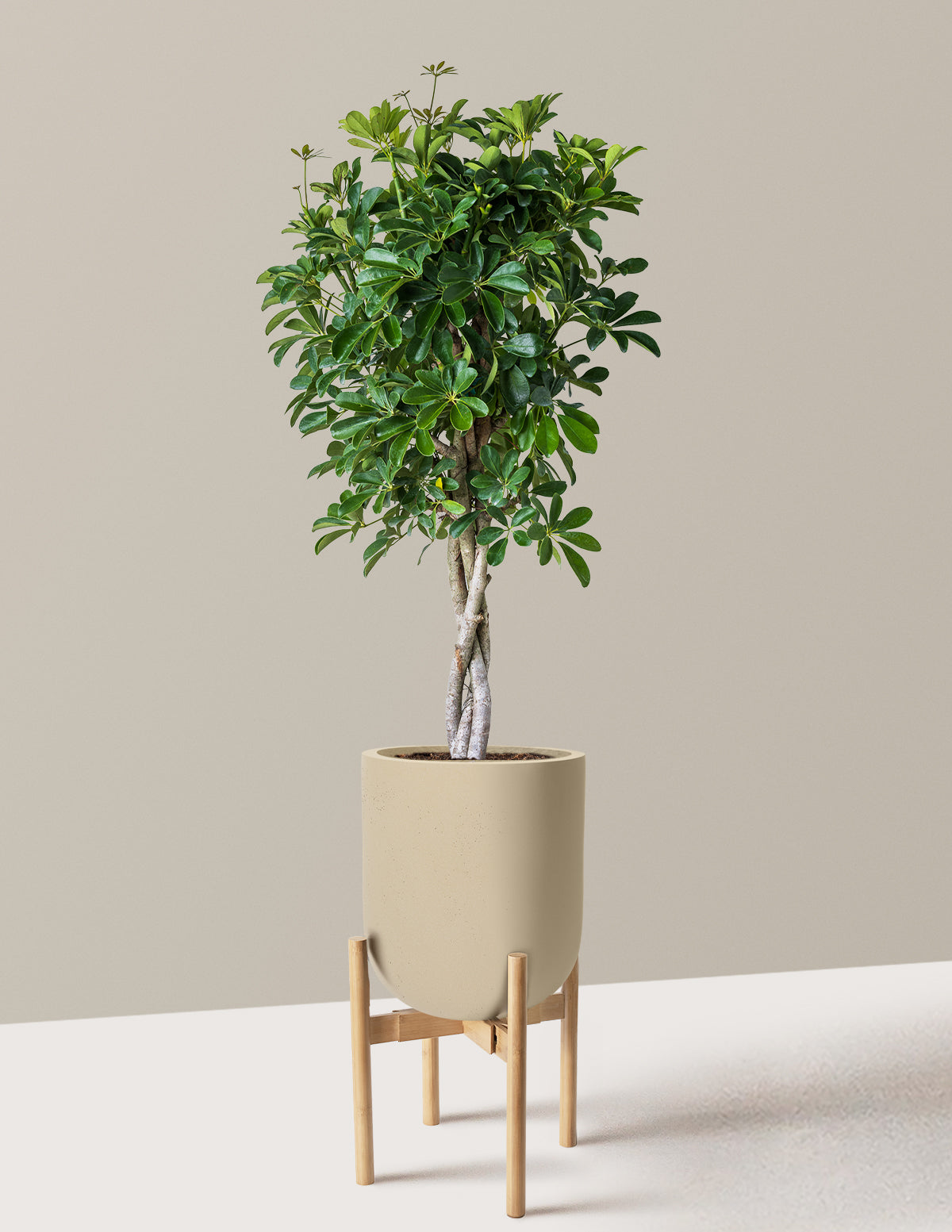 Schefflera Arboricola Braid