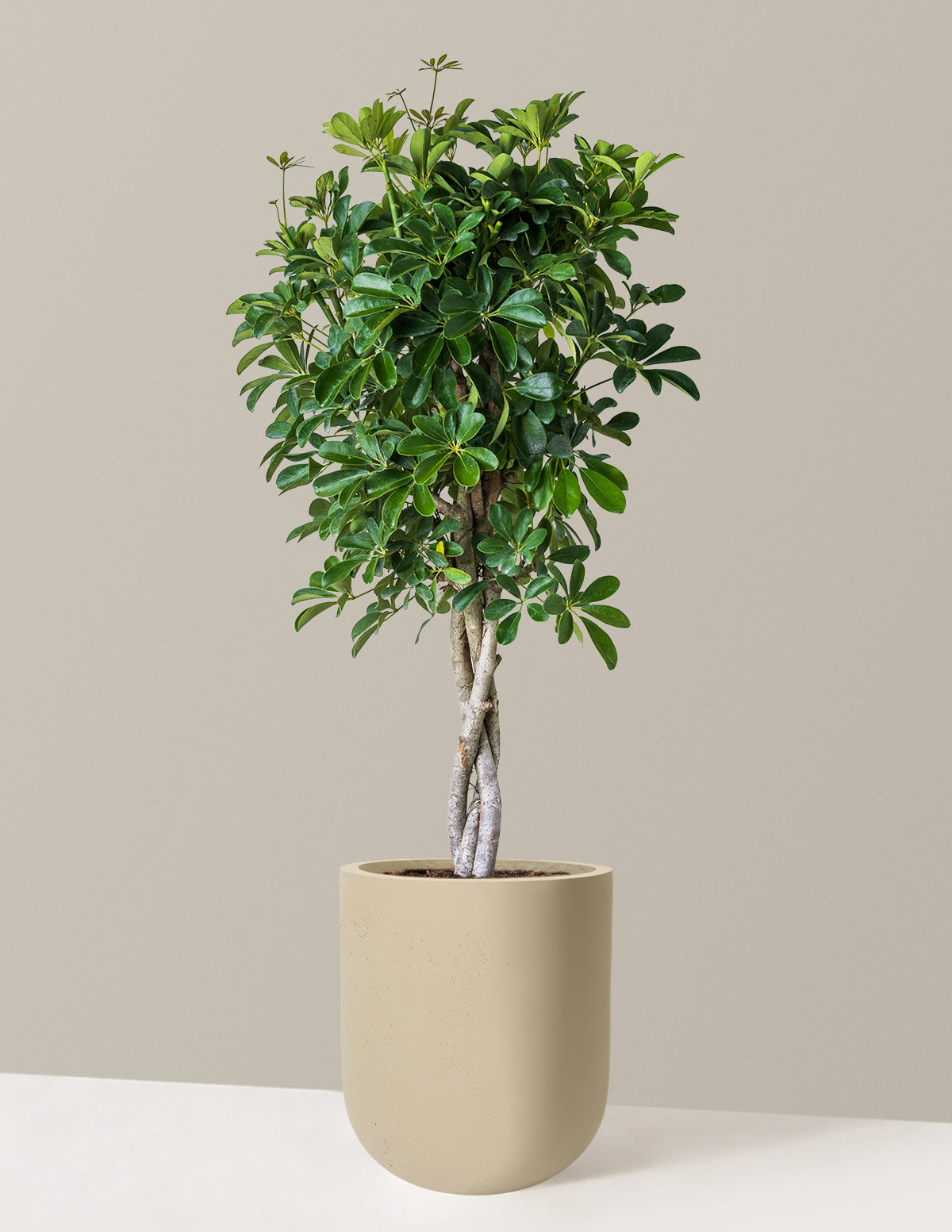 schefflera arboricola cultivar Schefflera Arboricola | Large Houseplants for Delivery