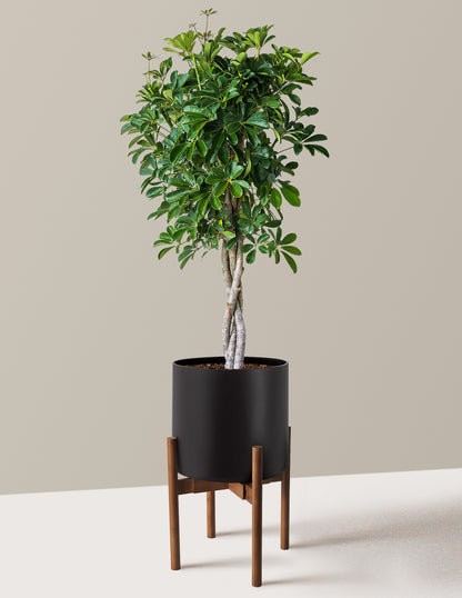 Schefflera Arboricola Braid