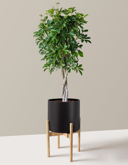 Schefflera Arboricola Braid
