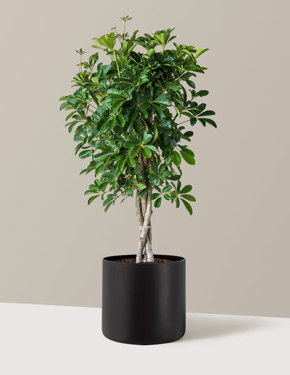 Schefflera Arboricola Braid