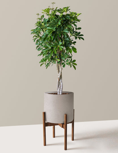 Schefflera Arboricola Braid