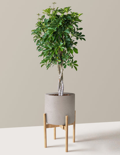 Schefflera Arboricola Braid