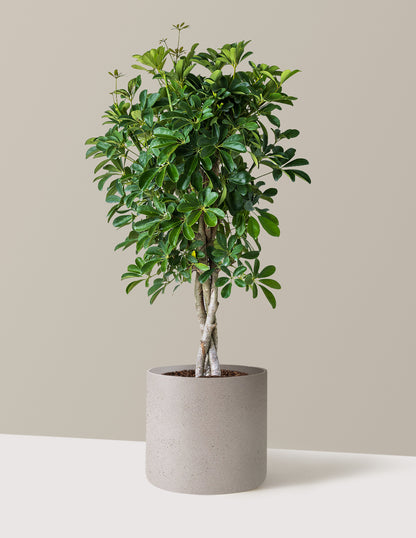Schefflera Arboricola Braid