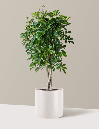 Schefflera Arboricola Braid