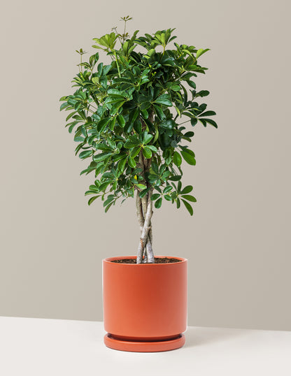 Schefflera Arboricola Braid