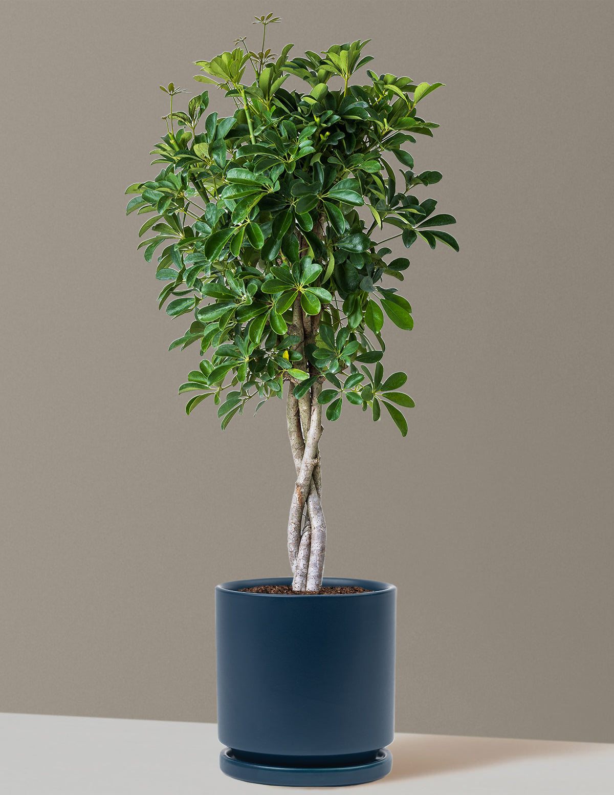 Schefflera Arboricola Braid