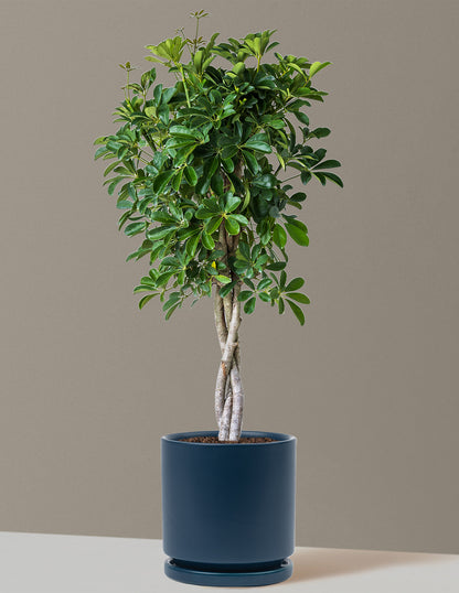 Schefflera Arboricola Braid