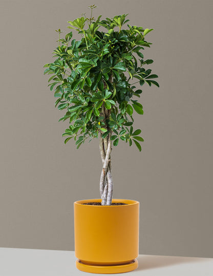 Schefflera Arboricola Braid