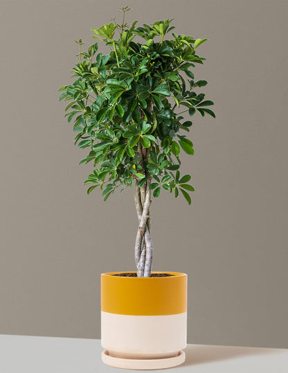 Schefflera Arboricola Braid